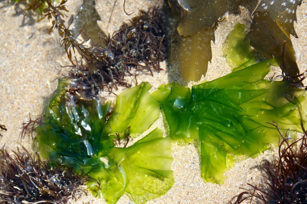 seaweed and seaweed on the sand at the beach